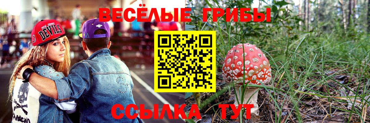 наркота  Галлюциногенные грибы GOLDEN TEACHER  Михайловск  Вход с VPN  Псилоцибиновые грибы Psilocybe 